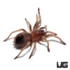 Mexican Red Knee Tarantula (.5-1”)