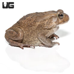 Niger Delta Toad