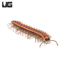 Orange Dragon Millipede