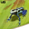 C.B. Oyapok Tinctorius Dart Frog