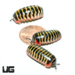 Rainbow Candy Pill Millipede