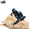 C.B. Reticulated Blue And Black Auratus Dart Frog