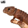 White Eye Crocodile Skink