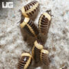Yellow Striped Pill Millipede