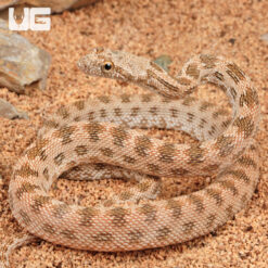 Baby Egyptian Diadem Ratsnake