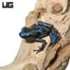 C.B. Blue And Black Auratus Dart Frog