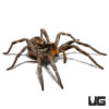 Carolina Wolf Spider (1.5")