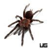 Colombian Dwarf Blue Tarantula (.75-1”)