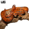 Colored Amazon Tree Boa