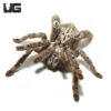 Ornamental Baboon Tarantula (1 – 3”)