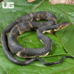 Adult Broad Banded Water Snake
