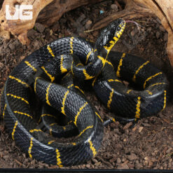 Mangrove Snake