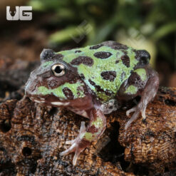 Mutant Purple Translucent Caribbean Pacman Frog