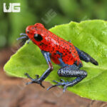 Nicaragua Strawberry Pumilio Dart Frog