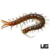 Arizona Blue Centipede