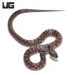 Baby Axanthic Florida Kingsnake