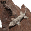 Baby GTX Leachianus Gecko