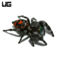 Bryentae Phase Bold Jumping Spider