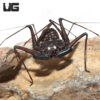 Central American Tailless Whip Scorpion