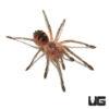 Costa Giant Birdeater (1”)