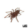Hercules Baboon Tarantula (.25-.5)