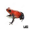 Strawberry Dart Frog