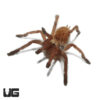 Orange Starburst Baboon Tarantula (1-1.5”)