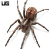 Tucson Wolf Spider (1.5-3")