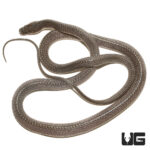 Western Forest File Snake