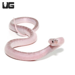 Baby White Sided Axanthic Florida Kingsnake