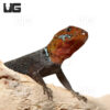 Yellow Headed Dwarf Gecko