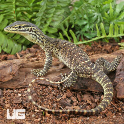 Baby Argus Monitor