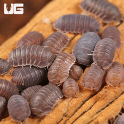 Cubaris Murina “Little Sea” Isopods -- 50 Count