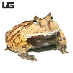 Adult Suriname Horned Frog