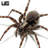Arizona Funnel Weaver (.75 – 1)