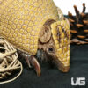 Baby Three Banded Armadillo