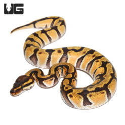 Baby Orange Dream Yellowbelly Enchi Het Pied Poss Het Albino Ball Python