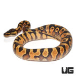 Baby Enchi Yellowbelly Het Pied Poss Het Albino Ball Python