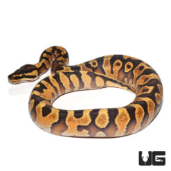 Baby Enchi Yellowbelly Het Pied Poss Het Albino Ball Python