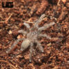 Cameroon Tawny Red Baboon Tarantula (.25 – .75”)