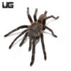 Kaeng Krachan Earth Tiger Tarantula (3 - 5'')