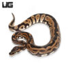 Male Leopard Double Het Hypo Pied (#048)