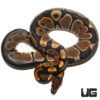 Scaleless Head Het (Albino or 66% Het Pied) Ball Python (#30) (#16)