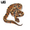 Baby Scaleless Head Het Clown Ball Python (#21 #23 )
