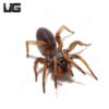 Songsangchotei Funnel Web Spider (.5-1")