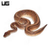 2021 Orange Dream Cryptic Pinstripe Het Ultramel Ball Python (#038)