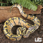 Baby Hypo Pastel Ball Python