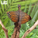 Flying Draco Lizard