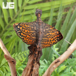 Flying Draco Lizard