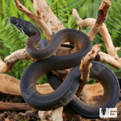 Juvenile D'Alberts White Lipped Python